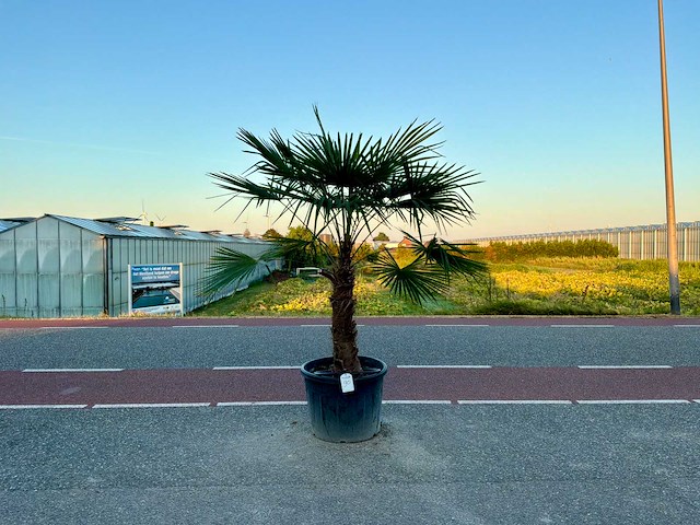 Palmboom (trachycarpus fortunei) - afbeelding 1 van  1