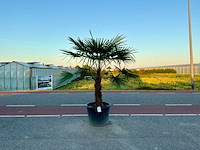 Palmboom (trachycarpus fortunei) - afbeelding 1 van  1