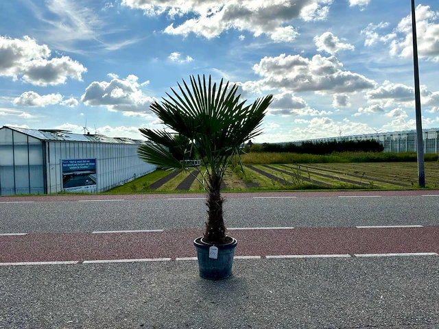 Palmboom (trachycarpus fortunei) - afbeelding 1 van  1