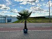 Palmboom (trachycarpus fortunei)