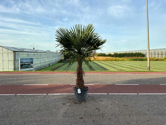 Palmboom (trachycarpus fortunei) - afbeelding 1 van  1