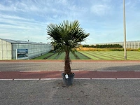 Palmboom (trachycarpus fortunei)