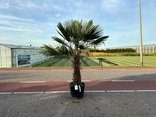 Palmboom (trachycarpus fortunei) - afbeelding 1 van  1