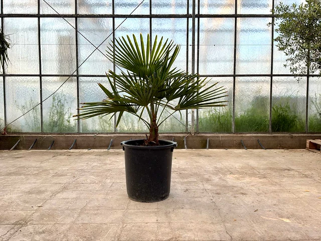 Palmboom (trachycarpus fortunei) - afbeelding 1 van  1