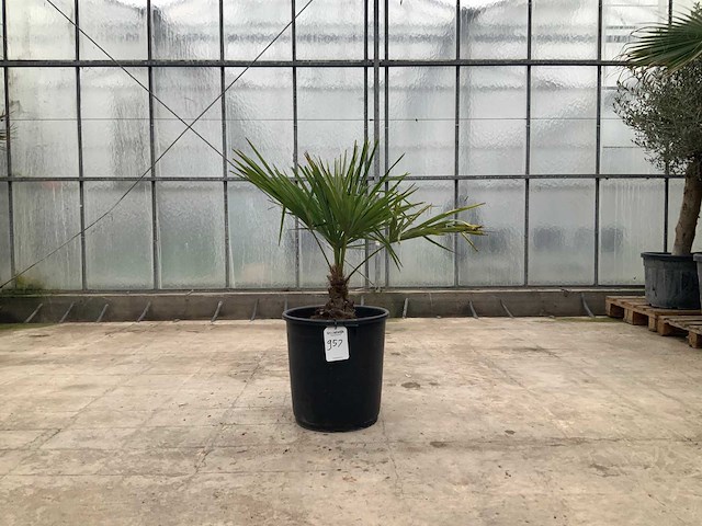 Palmboom (trachycarpus fortunei) - afbeelding 1 van  1
