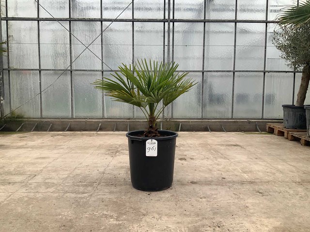 Palmboom (trachycarpus fortunei) - afbeelding 1 van  1