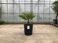 Palmboom (trachycarpus fortunei) - afbeelding 1 van  1