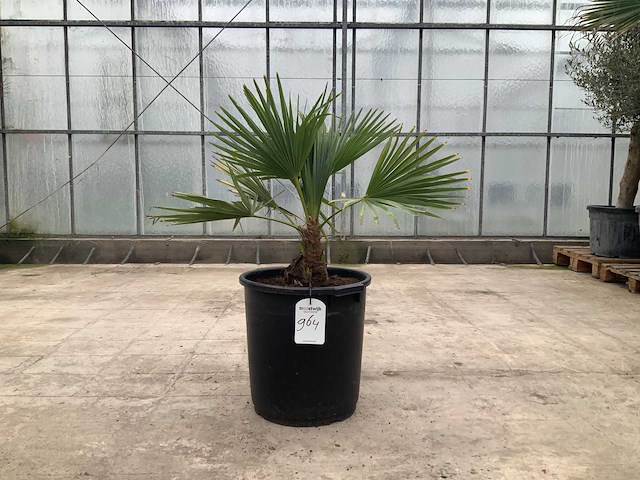Palmboom (trachycarpus fortunei) - afbeelding 1 van  1
