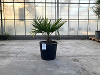 Palmboom (trachycarpus fortunei) - afbeelding 1 van  1