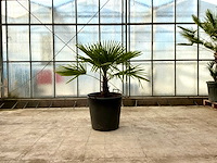 Palmboom (trachycarpus fortunei) - afbeelding 1 van  1