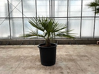 Palmboom (trachycarpus fortunei) - afbeelding 1 van  1