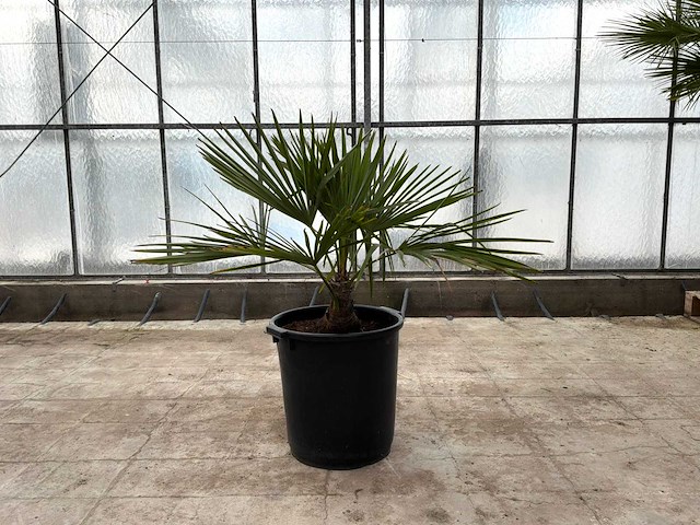 Palmboom (trachycarpus fortunei) - afbeelding 1 van  1