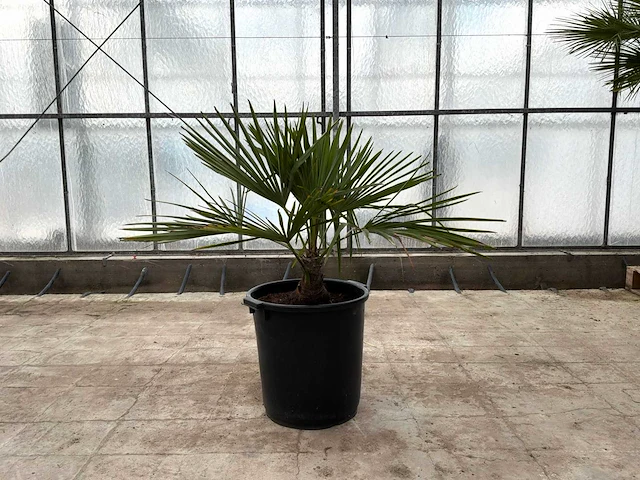 Palmboom (trachycarpus fortunei) - afbeelding 1 van  1
