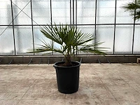 Palmboom (trachycarpus fortunei)