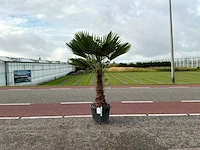 Palmboom (trachycarpus fortunei)