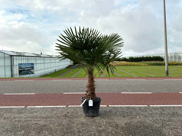 Palmboom (trachycarpus fortunei) - afbeelding 1 van  1