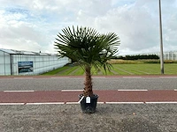 Palmboom (trachycarpus fortunei)