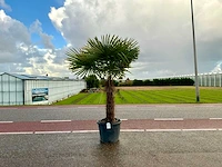 Palmboom (trachycarpus fortunei)