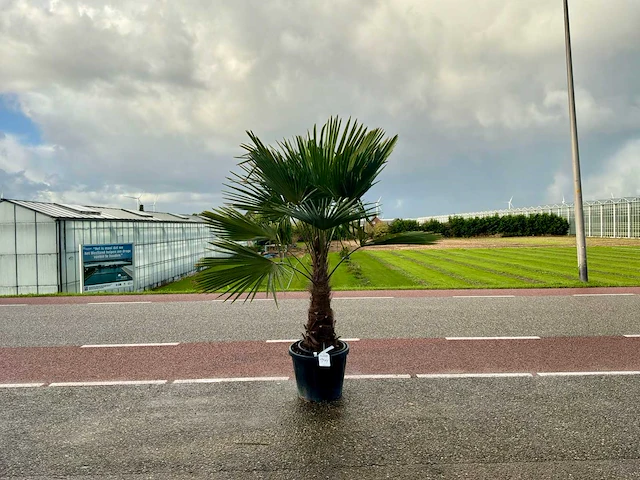 Palmboom (trachycarpus fortunei) - afbeelding 1 van  1