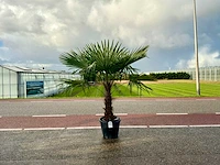 Palmboom (trachycarpus fortunei)