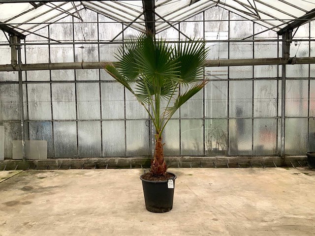 Palmboom (washingtonia robusta) - afbeelding 1 van  1