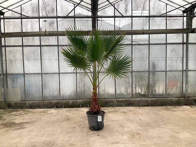 Palmboom (washingtonia robusta) - afbeelding 1 van  1