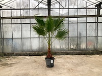 Palmboom (washingtonia robusta) - afbeelding 1 van  1
