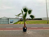 Palmboom (washingtonia robusta) - afbeelding 1 van  1