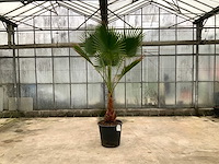 Palmboom (washingtonia robusta) - afbeelding 1 van  1