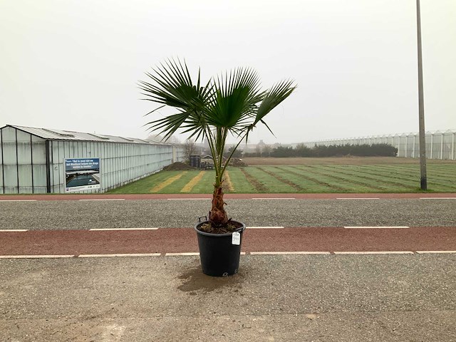 Palmboom (washingtonia robusta) - afbeelding 1 van  1