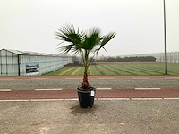 Palmboom (washingtonia robusta) - afbeelding 1 van  1