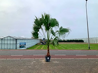 Palmboom (washingtonia robusta) - afbeelding 1 van  1
