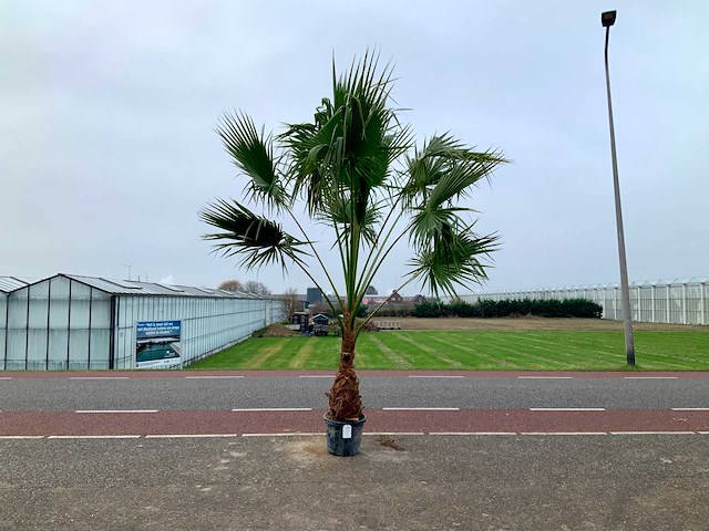 Palmboom (washingtonia robusta) - afbeelding 1 van  1