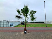 Palmboom (washingtonia robusta) - afbeelding 1 van  1