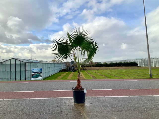 Palmboom (washingtonia robusta) - afbeelding 1 van  1