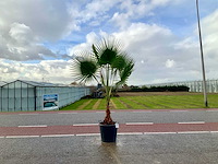 Palmboom (washingtonia robusta) - afbeelding 1 van  1