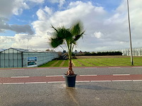 Palmboom (washingtonia robusta) - afbeelding 1 van  1