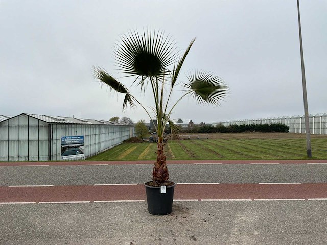 Palmboom (washingtonia robusta) - afbeelding 1 van  1