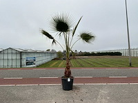 Palmboom (washingtonia robusta) - afbeelding 1 van  1