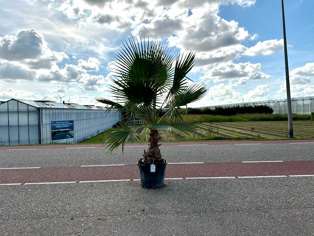 Palmboom (washingtonia robusta) - afbeelding 1 van  1
