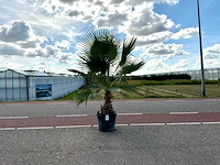 Palmboom (washingtonia robusta) - afbeelding 1 van  1