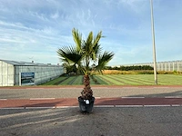 Palmboom (washingtonia robusta)