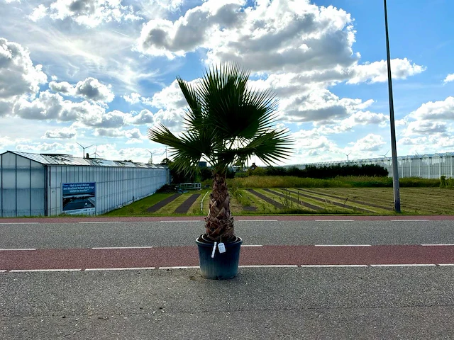 Palmboom (washingtonia robusta) - afbeelding 1 van  1
