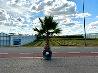 Palmboom (washingtonia robusta)