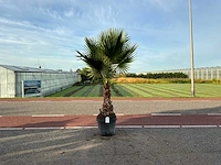 Palmboom (washingtonia robusta)