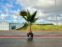 Palmboom (washingtonia robusta) - afbeelding 1 van  1