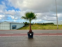 Palmboom (washingtonia robusta) - afbeelding 1 van  1