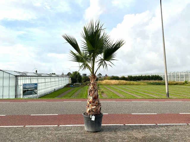 Palmboom (washingtonia robusta) - afbeelding 1 van  1