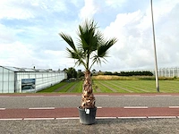Palmboom (washingtonia robusta)
