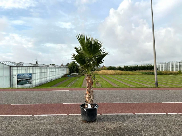 Palmboom (washingtonia robusta) - afbeelding 1 van  1